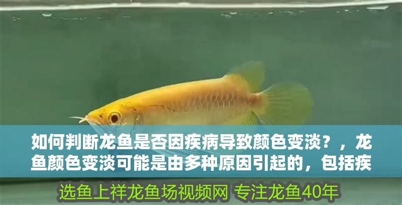 如何判斷龍魚是否因疾病導致顏色變淡？，龍魚顏色變淡可能是由多種原因引起的，包括疾病