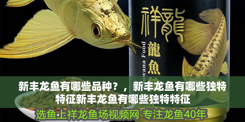 新豐龍魚有哪些品種？，新豐龍魚有哪些獨特特征新豐龍魚有哪些獨特特征