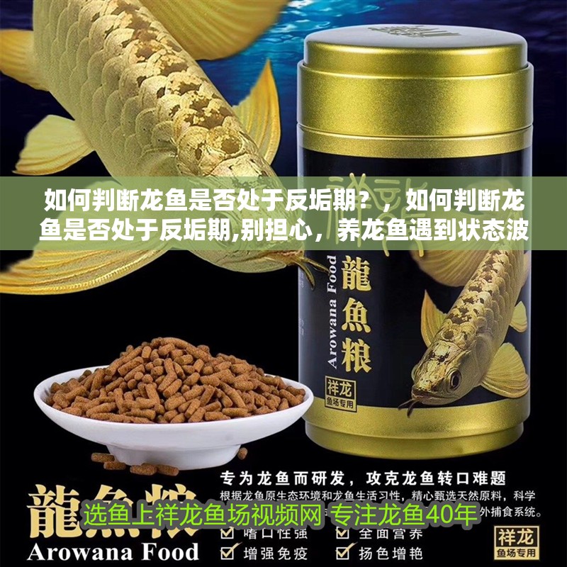 如何判斷龍魚是否處于反垢期？，如何判斷龍魚是否處于反垢期,別擔心，養龍魚遇到狀態波動很正常