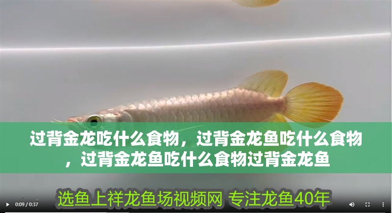 過背金龍吃什么食物，過背金龍魚吃什么食物，過背金龍魚吃什么食物過背金龍魚