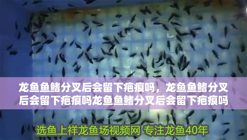 龍魚魚鰭分叉后會留下疤痕嗎，龍魚魚鰭分叉后會留下疤痕嗎龍魚魚鰭分叉后會留下疤痕嗎