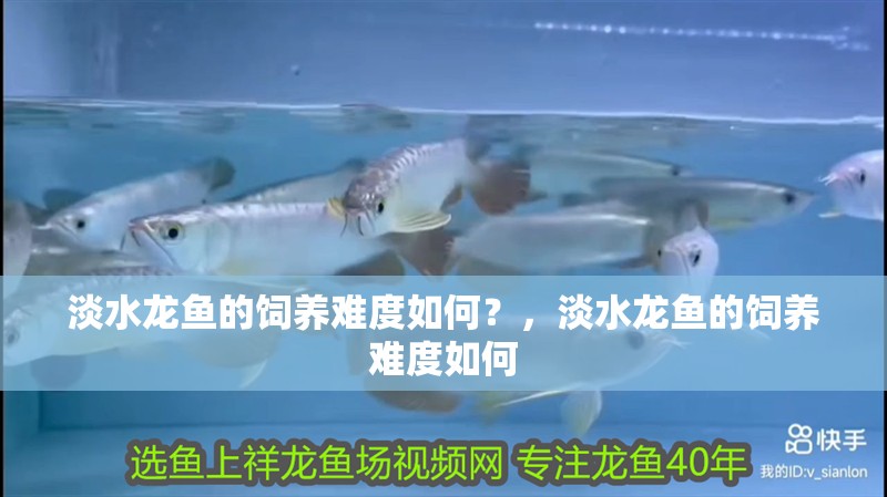 淡水龍魚的飼養難度如何？，淡水龍魚的飼養難度如何
