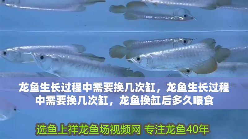 龍魚生長過程中需要換幾次缸，龍魚生長過程中需要換幾次缸，龍魚換缸后多久喂食