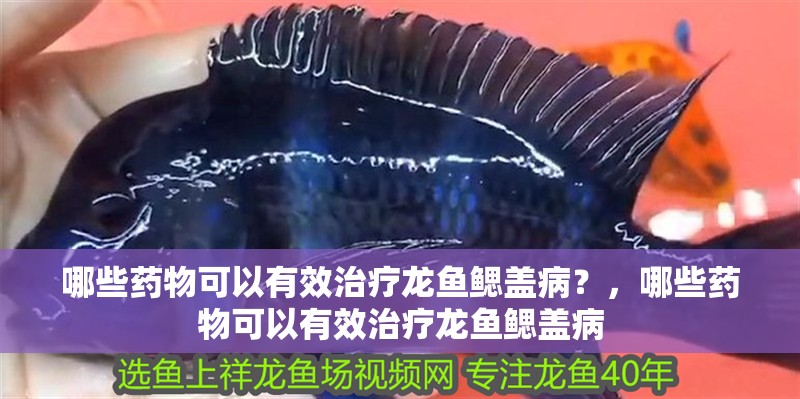 哪些藥物可以有效治療龍魚鰓蓋??？，哪些藥物可以有效治療龍魚鰓蓋病