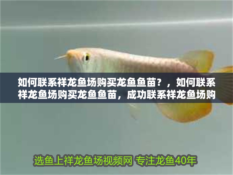 如何聯系祥龍魚場購買龍魚魚苗？，如何聯系祥龍魚場購買龍魚魚苗，成功聯系祥龍魚場購買龍魚魚苗