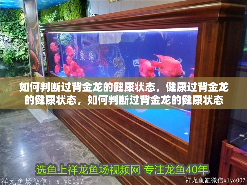 如何判斷過(guò)背金龍的健康狀態(tài)，健康過(guò)背金龍的健康狀態(tài)，如何判斷過(guò)背金龍的健康狀態(tài)