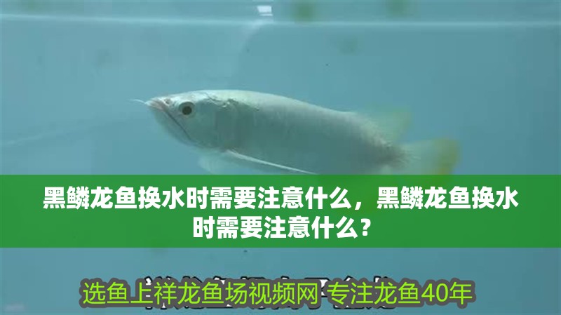 黑鱗龍魚換水時需要注意什么，黑鱗龍魚換水時需要注意什么？