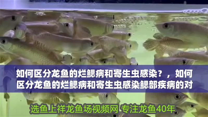 如何區分龍魚的爛鰓病和寄生蟲感染？，如何區分龍魚的爛鰓病和寄生蟲感染鰓部疾病的對照表