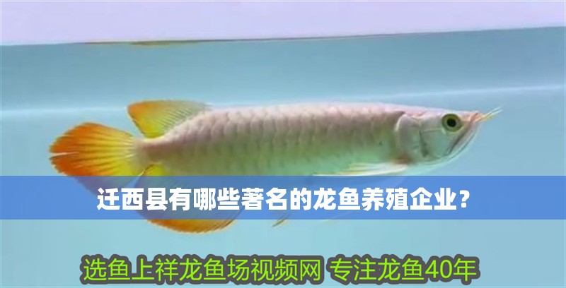 遷西縣有哪些著名的龍魚養(yǎng)殖企業(yè)？