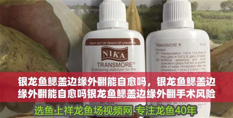 銀龍魚鰓蓋邊緣外翻能自愈嗎，銀龍魚鰓蓋邊緣外翻能自愈嗎銀龍魚鰓蓋邊緣外翻手術風險大嗎