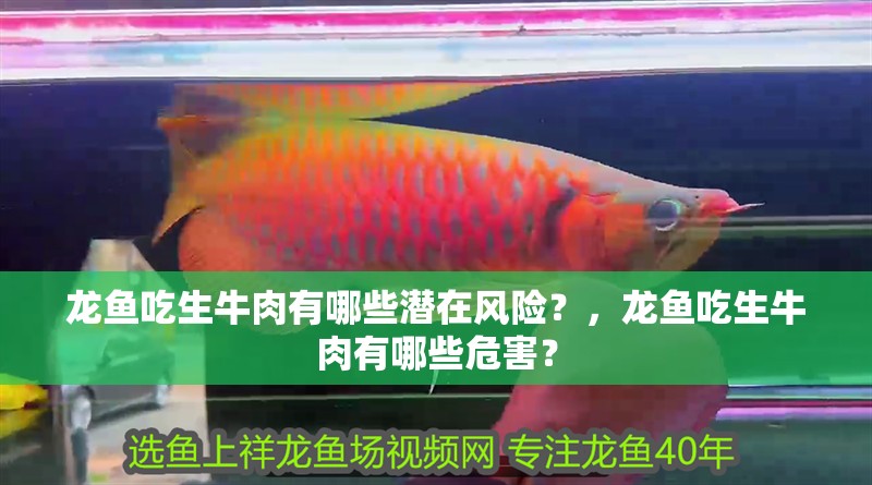 龍魚吃生牛肉有哪些潛在風(fēng)險(xiǎn)？，龍魚吃生牛肉有哪些危害？