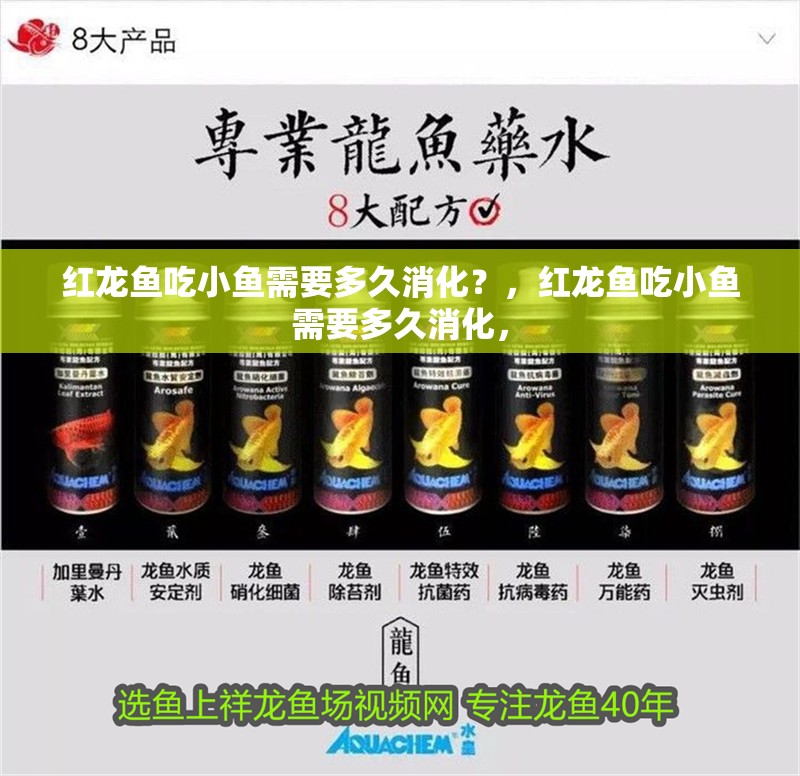 紅龍魚吃小魚需要多久消化？，紅龍魚吃小魚需要多久消化，