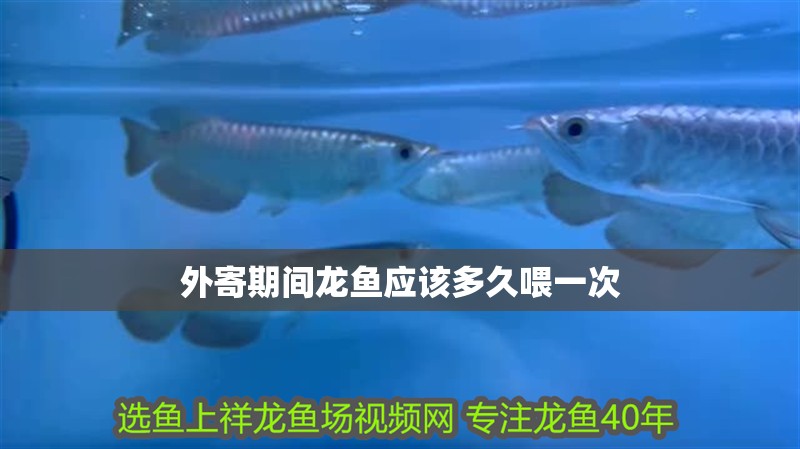 外寄期間龍魚應該多久喂一次