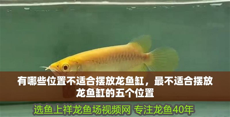 有哪些位置不適合擺放龍魚缸，最不適合擺放龍魚缸的五個位置