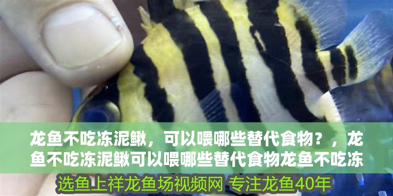 龍魚不吃凍泥鰍，可以喂哪些替代食物？，龍魚不吃凍泥鰍可以喂哪些替代食物龍魚不吃凍泥鰍
