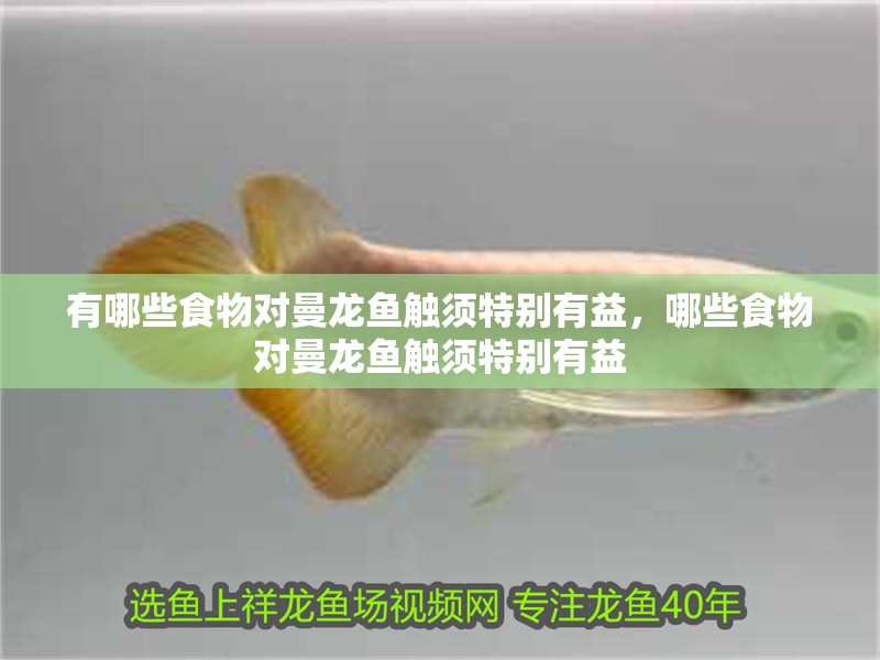 有哪些食物對(duì)曼龍魚觸須特別有益，哪些食物對(duì)曼龍魚觸須特別有益