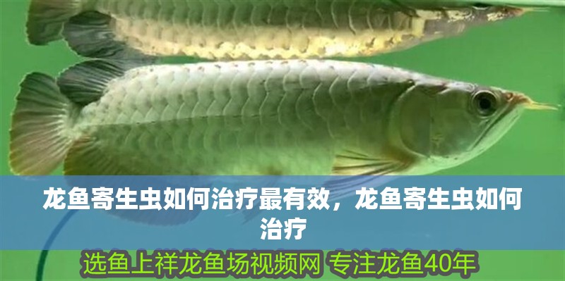 龍魚寄生蟲如何治療最有效，龍魚寄生蟲如何治療