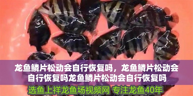 龍魚鱗片松動會自行恢復嗎，龍魚鱗片松動會自行恢復嗎龍魚鱗片松動會自行恢復嗎