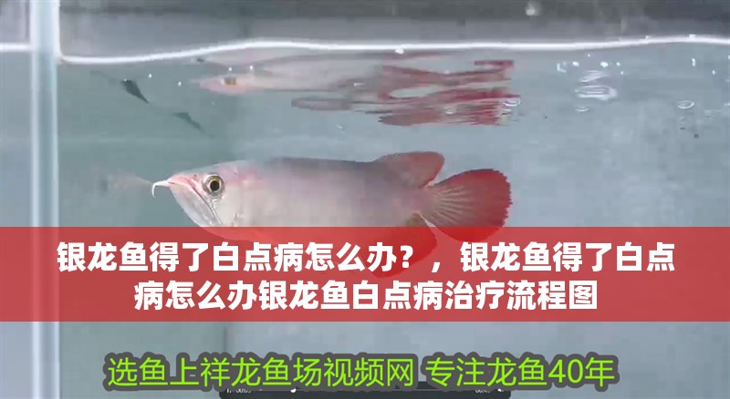 銀龍魚得了白點病怎么辦？，銀龍魚得了白點病怎么辦銀龍魚白點病治療流程圖