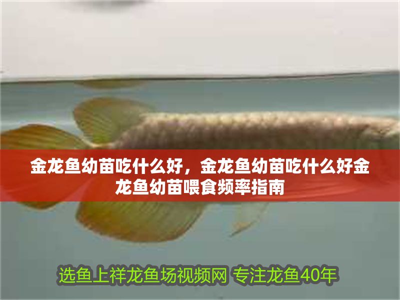 金龍魚幼苗吃什么好，金龍魚幼苗吃什么好金龍魚幼苗喂食頻率指南