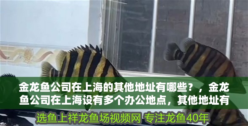 金龍魚公司在上海的其他地址有哪些？，金龍魚公司在上海設(shè)有多個辦公地點，其他地址有哪些