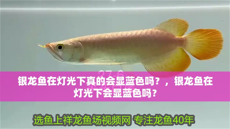 銀龍魚在燈光下真的會顯藍色嗎？，銀龍魚在燈光下會顯藍色嗎？