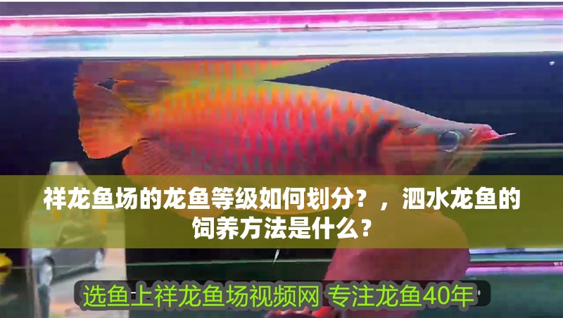 祥龍魚場的龍魚等級如何劃分？，泗水龍魚的飼養(yǎng)方法是什么？