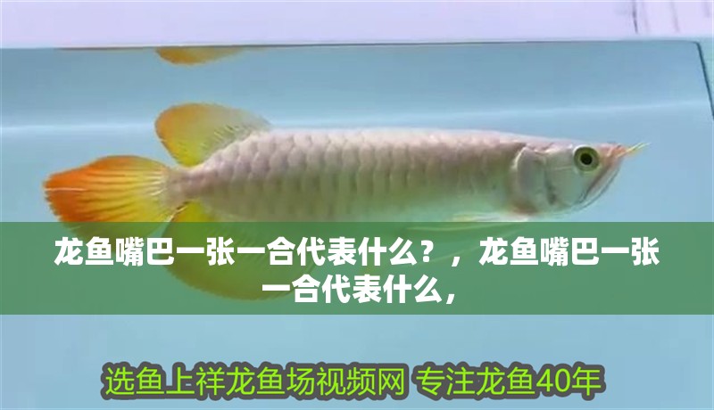 龍魚嘴巴一張一合代表什么？，龍魚嘴巴一張一合代表什么，