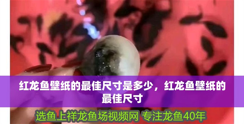 紅龍魚壁紙的最佳尺寸是多少，紅龍魚壁紙的最佳尺寸