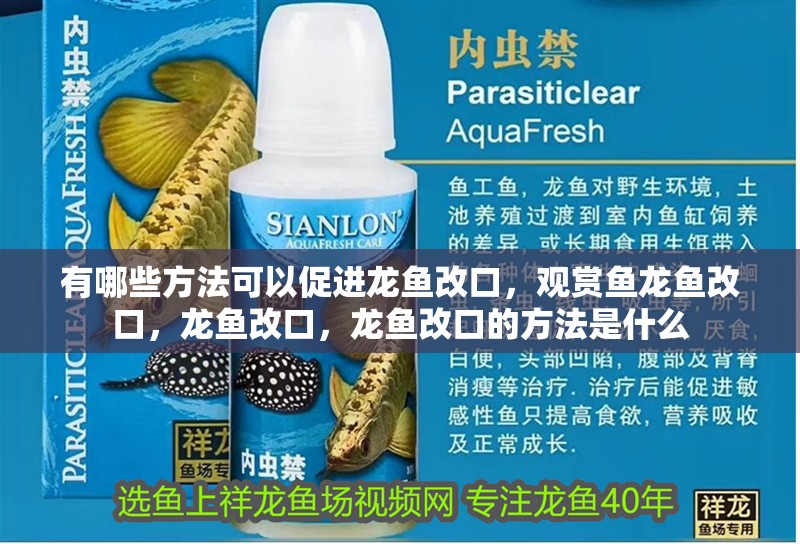 如何判斷龍魚是否蒸熟？