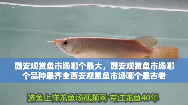 西安觀賞魚市場哪個最大，西安觀賞魚市場哪個品種最齊全西安觀賞魚市場哪個最古老