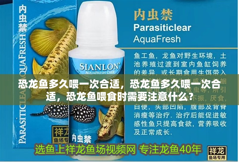 恐龍魚多久喂一次合適，恐龍魚多久喂一次合適，恐龍魚喂食時需要注意什么？