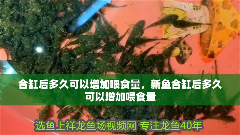 合缸后多久可以增加喂食量，新魚合缸后多久可以增加喂食量