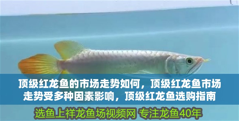 頂級紅龍魚的市場走勢如何，頂級紅龍魚市場走勢受多種因素影響，頂級紅龍魚選購指南