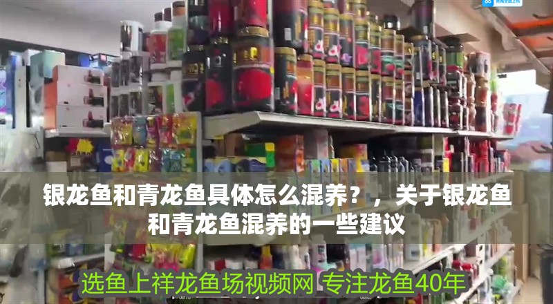 銀龍魚和青龍魚具體怎么混養？，關于銀龍魚和青龍魚混養的一些建議