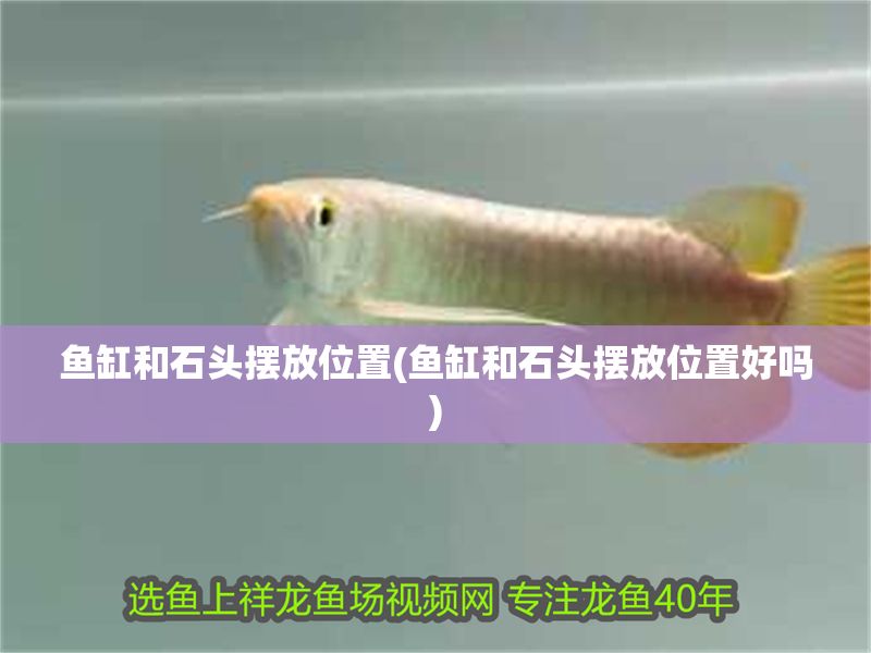 魚(yú)缸和石頭擺放位置(魚(yú)缸和石頭擺放位置好嗎)
