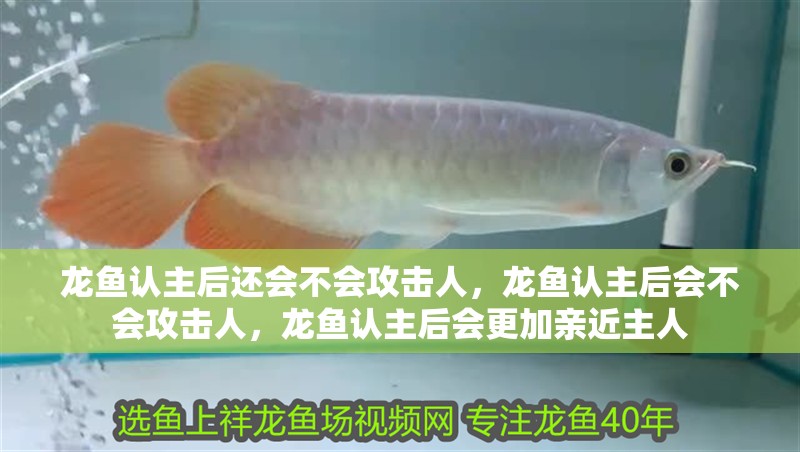 龍魚認主后還會不會攻擊人，龍魚認主后會不會攻擊人，龍魚認主后會更加親近主人