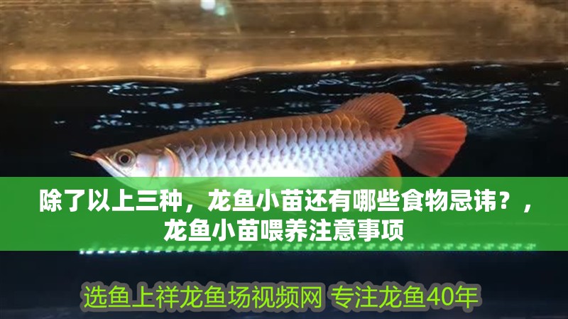 除了以上三種，龍魚小苗還有哪些食物忌諱？，龍魚小苗喂養注意事項