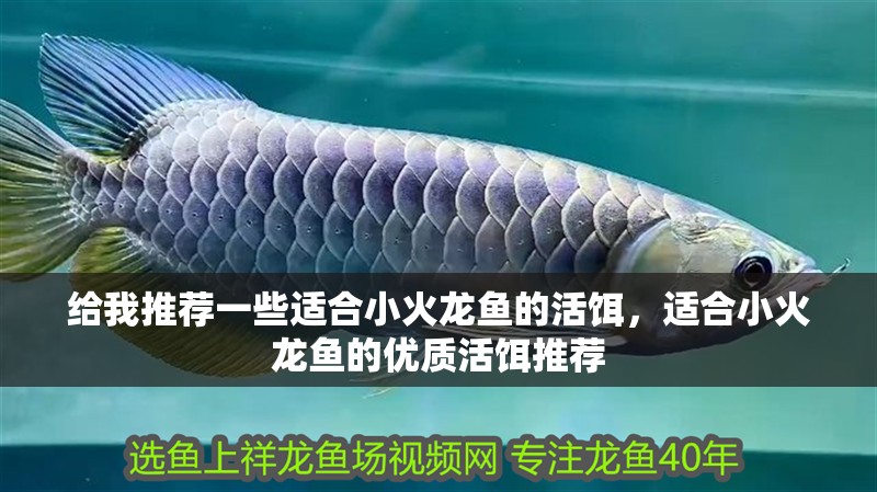 給我推薦一些適合小火龍魚的活餌，適合小火龍魚的優質活餌推薦