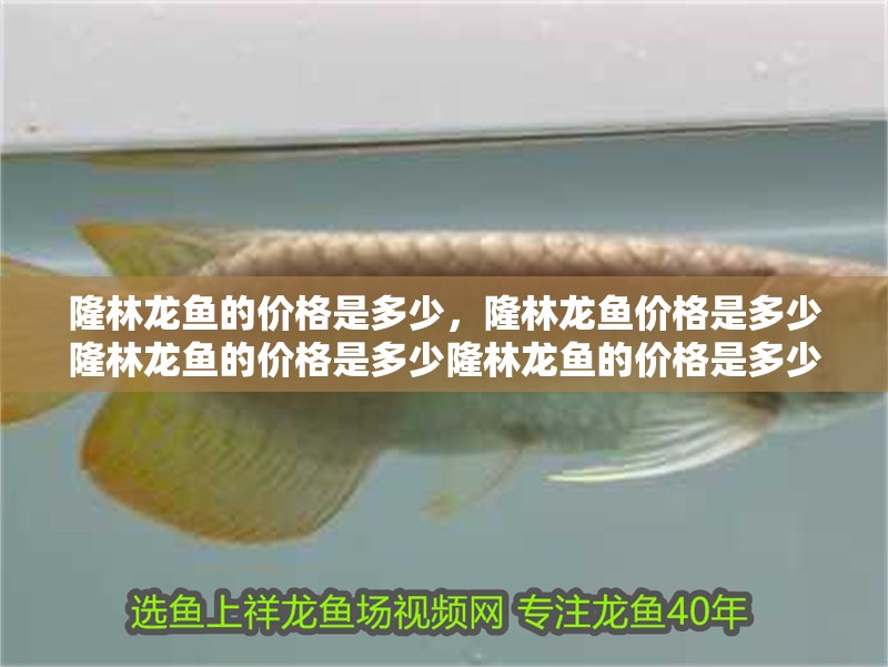 隆林龍魚的價格是多少，隆林龍魚價格是多少隆林龍魚的價格是多少隆林龍魚的價格是多少