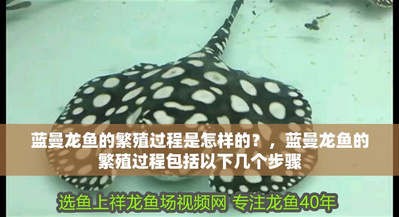 藍曼龍魚的繁殖過程是怎樣的？，藍曼龍魚的繁殖過程包括以下幾個步驟