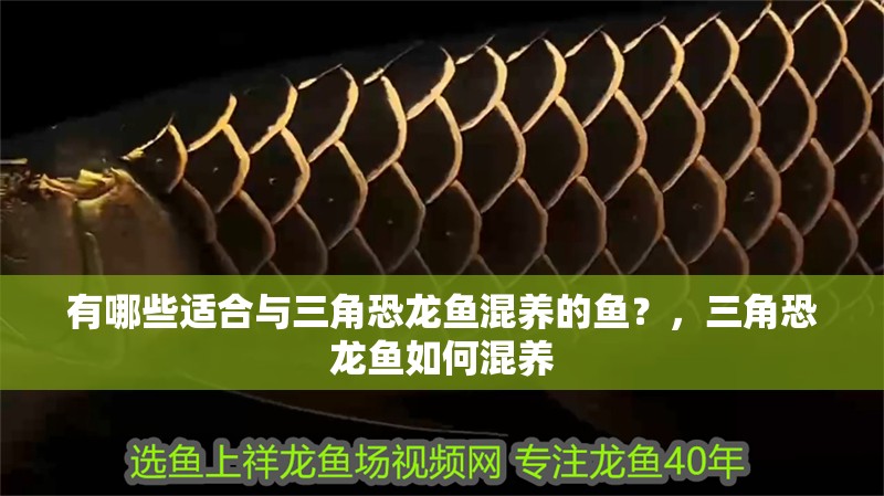 有哪些適合與三角恐龍魚混養(yǎng)的魚？，三角恐龍魚如何混養(yǎng)