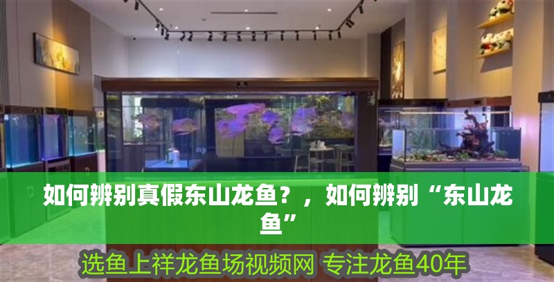 如何辨別真假東山龍魚？，如何辨別“東山龍魚”