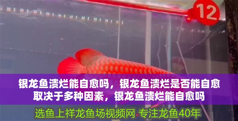 銀龍魚潰爛能自愈嗎，銀龍魚潰爛是否能自愈取決于多種因素，銀龍魚潰爛能自愈嗎