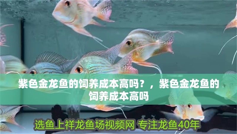 紫色金龍魚的飼養(yǎng)成本高嗎？，紫色金龍魚的飼養(yǎng)成本高嗎