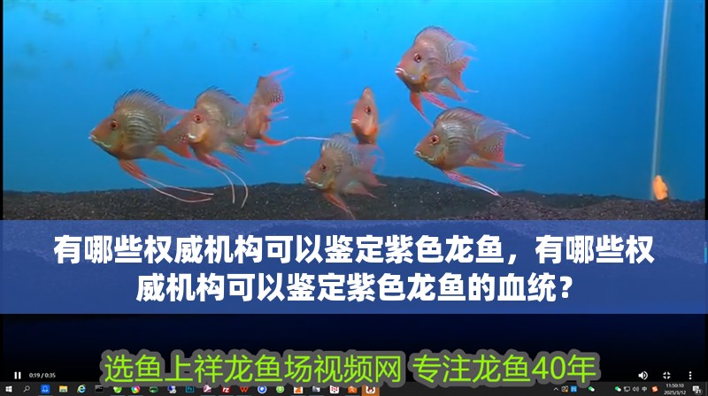 有哪些權威機構可以鑒定紫色龍魚，有哪些權威機構可以鑒定紫色龍魚的血統？