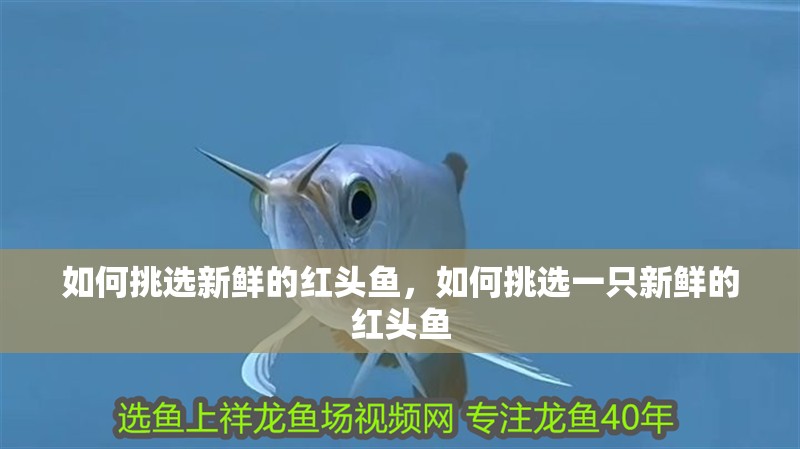 如何挑選新鮮的紅頭魚(yú)，如何挑選一只新鮮的紅頭魚(yú)