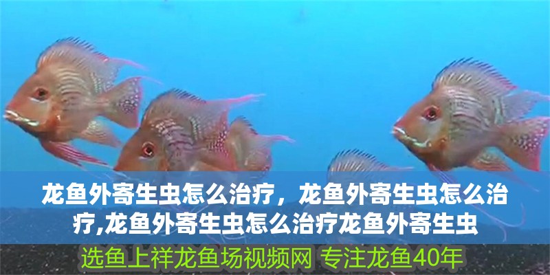 龍魚外寄生蟲怎么治療，龍魚外寄生蟲怎么治療,龍魚外寄生蟲怎么治療龍魚外寄生蟲