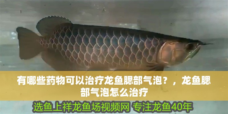 有哪些藥物可以治療龍魚腮部氣泡？，龍魚腮部氣泡怎么治療