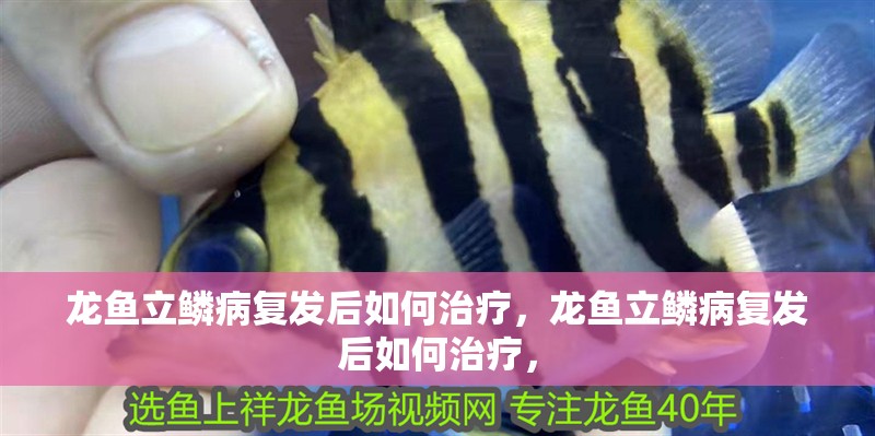 龍魚立鱗病復發后如何治療，龍魚立鱗病復發后如何治療，